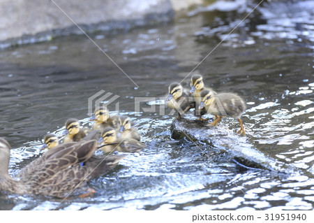 Baby chicks 31951940