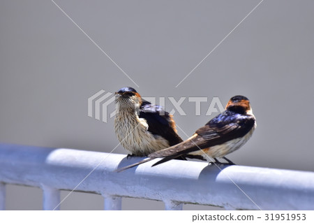 [Wild bird] Koshiakatta stuck in handrail 31951953