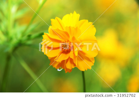 Yellow Marigolds flower Yellow Marigolds flower 31952702