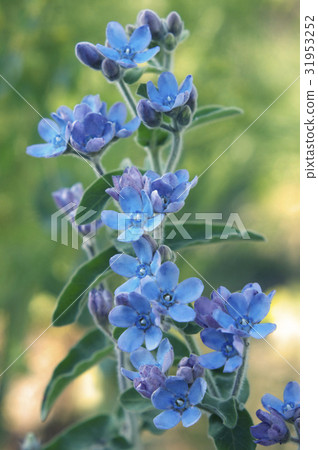 Oxypetalum Oxypetalum 31953252