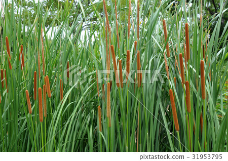  Akane no Ho 31953795