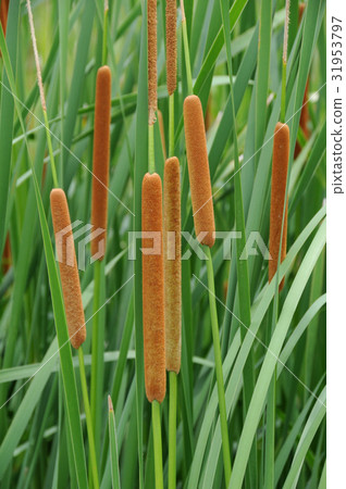  Akane no Ho 31953797