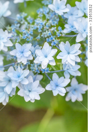 hydrangea hydrangea 31953832
