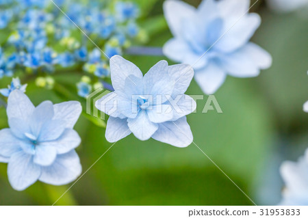  hydrangea 31953833