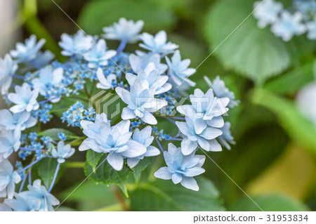  hydrangea 31953834