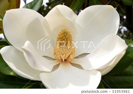 Taisambok flowers Taisambok flowers 31953981