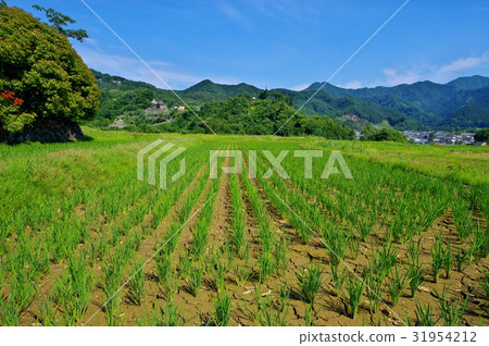 6月背景米露台的破裂的山脈在雨季 31954212