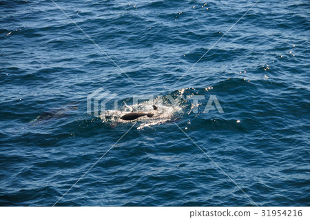 Long-finned Pilot Whales 31954216