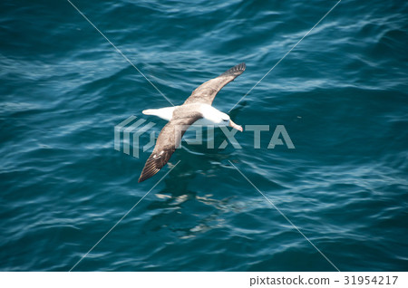 Black-Browed Albatross Flying Low 31954217