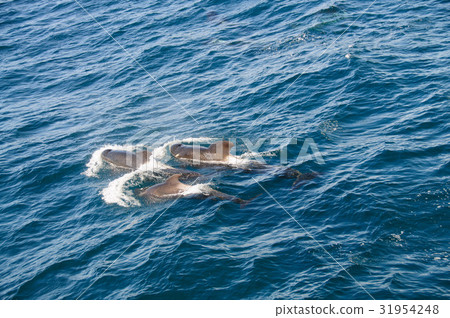 Long-finned Pilot Whales 31954248