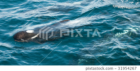 Long-finned Pilot Whales 31954267