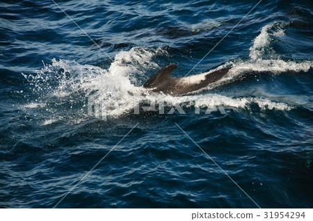 Long-finned Pilot Whales 31954294
