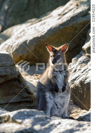 Red-necked Wallaby kangaroo baby Red-necked Wallaby kangaroo baby 31954820