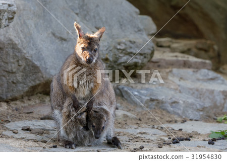 female of kangaroo with small baby in bag female of kangaroo with small baby in bag 31954830