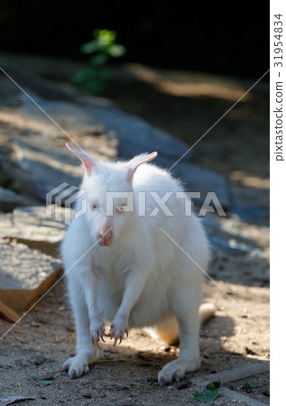 grazing white albino kangaroo Red necked Wallaby grazing white albino kangaroo Red necked Wallaby 31954834