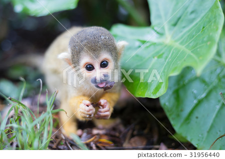 Squirrel monkey 31956440