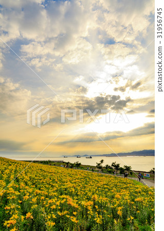 Yellow lily field angel ladder 31956745