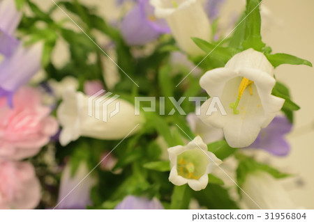 春天到夏天花菠菜 31956804