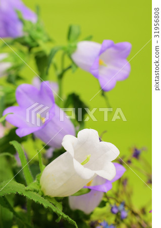 春天到夏天花菠菜 春天到夏天花菠菜 31956808