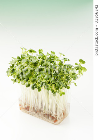 蘿蔔蘿蔔 31956842