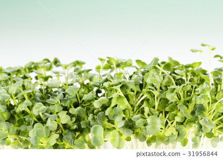 Radish sprouts Radish sprouts 31956844