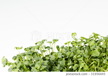 Radish sprouts Radish sprouts 31956845