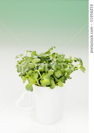 Radish sprouts  31956859