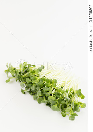 蘿蔔蘿蔔 31956863