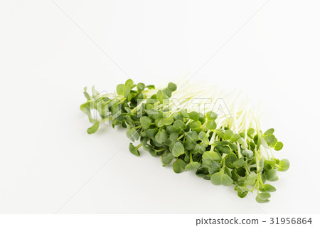 Radish sprouts Radish sprouts 31956864