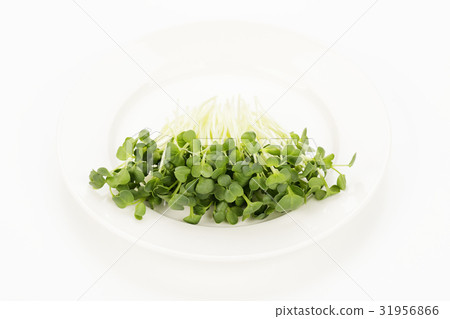 蘿蔔蘿蔔 蘿蔔蘿蔔 31956866