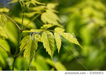 Vivid Negondached maple Vivid Negondached maple 31956953