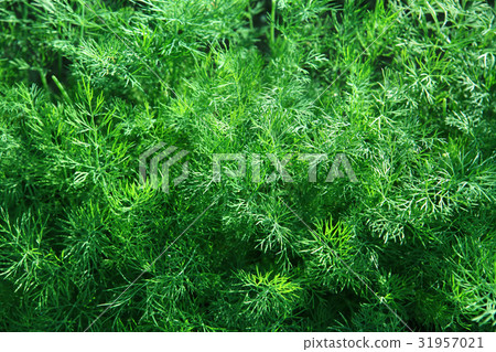 green fennel which is growing up green fennel which is growing up 31957021