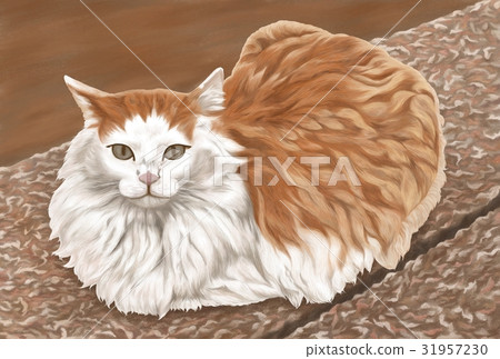 貓圖 31957230
