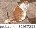 Cat Illustration 31957233