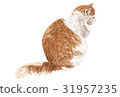 Cat Illustration 31957235