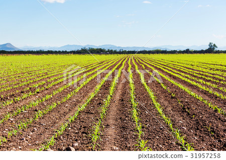 Corn field Corn field 31957258