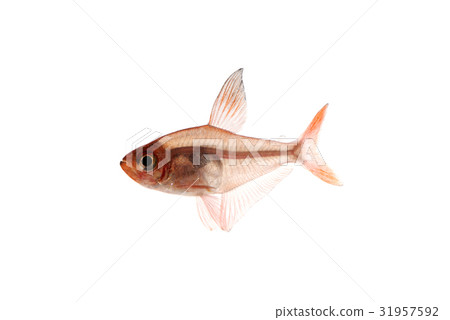 Red phantom tetra 31957592