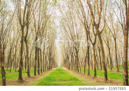 Rubber plantation in Phuket Thailand 31957883