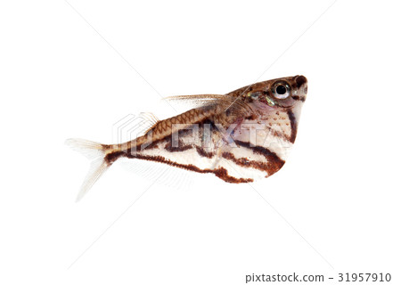 大理石斧魚 大理石斧魚 31957910