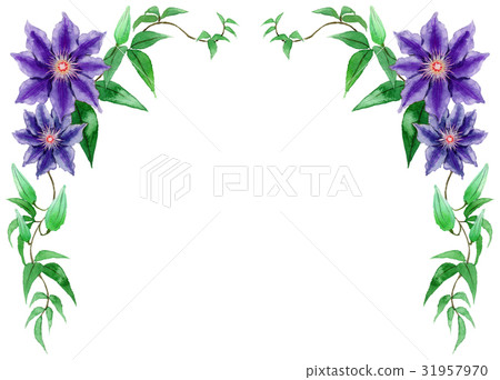 Analog watercolor clematis flower upper frame material symmetrical set Analog watercolor clematis flower upper frame material symmetrical set 31957970