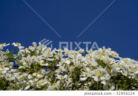 Clematis Montana Clematis Montana 31958124