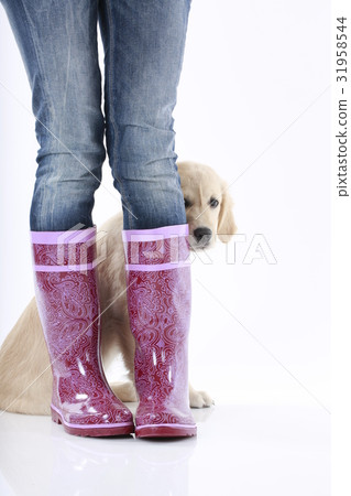 Puppy between rain boots 31958544