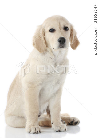 Golden Retriever Puppy 31958547