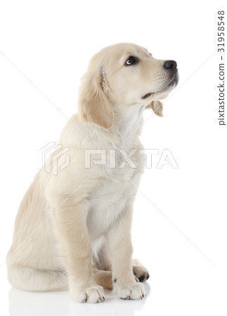 Golden Retriever Puppy 31958548