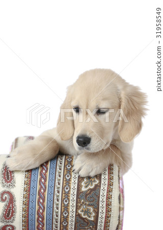 Golden Retriever Puppy 31958549