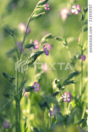 Shady Musi Trinadesico 31958597