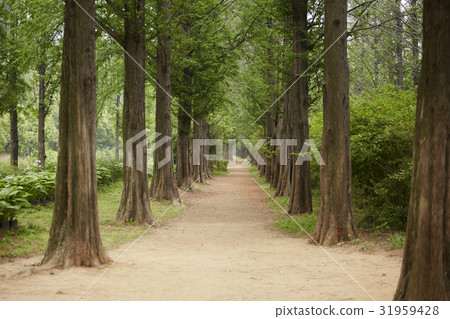 Metasekwayieo Metasekwayieo 31959428