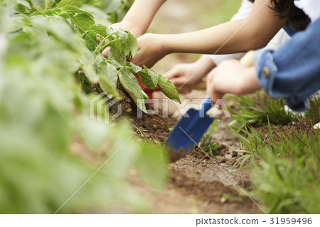 child 31959496