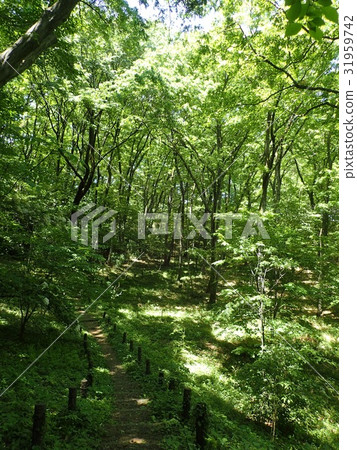 Noyamakita-Rokudoyama Park/Musashimurayama,Tokyo 31959742