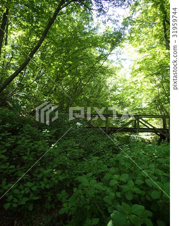 Noyamakita-Rokudoyama Park/Musashimurayama,Tokyo 31959744